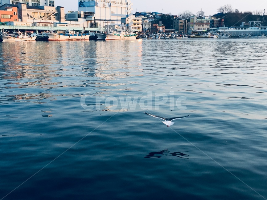 갈매기,바다,주문진,활공,항구,자유,시작,날개,바다갈매기,동해바다,동물,animal,조류,새,birds