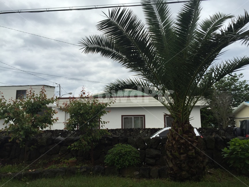제주도,흐린날,주택,정원,야자수,나무,tree,garden,cloudy