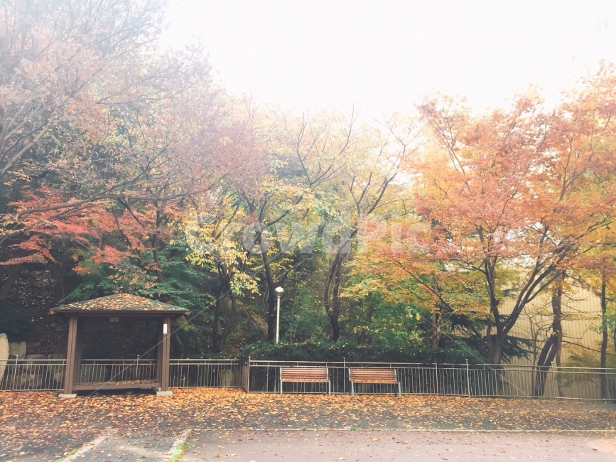 풍경,가을,낙엽,단풍,스냅,가을,계절,fall,autumn,season,식물,자연,plants,nature,나무,trees,wood,furniture,가구