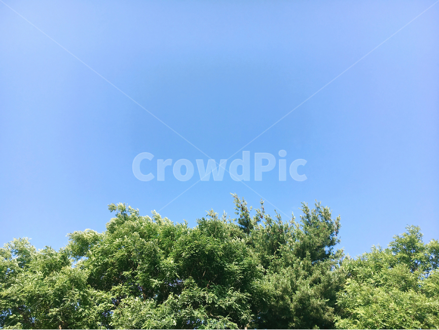 나무,공원,바람,하늘,자연,배경,백그라운드,맑음,여름,푸른,backround,sky,tree,nature,감성,자연,풍경,nature,landscape,plant,식물,vegetation,초목,bush,부시