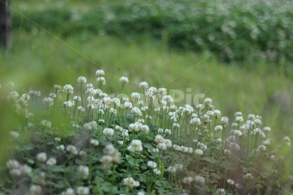 토끼풀,흰색,행운,맑음,봄,식물,자연,plants,nature,꽃,flower