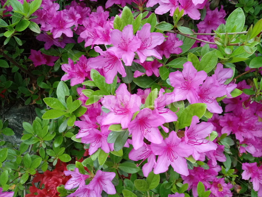 철쭉,smilerosebay,진달래과,식물,봄꽃,개꽃나무,springseasonflower,척촉화,낙엽관목,관상용