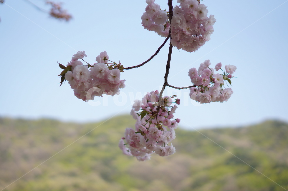 겹벚꽃,왕벚꽃,핑크,봄,하늘,풍경,봄,계절,spring,season,식물,자연,plants,nature,꽃,flower,plant