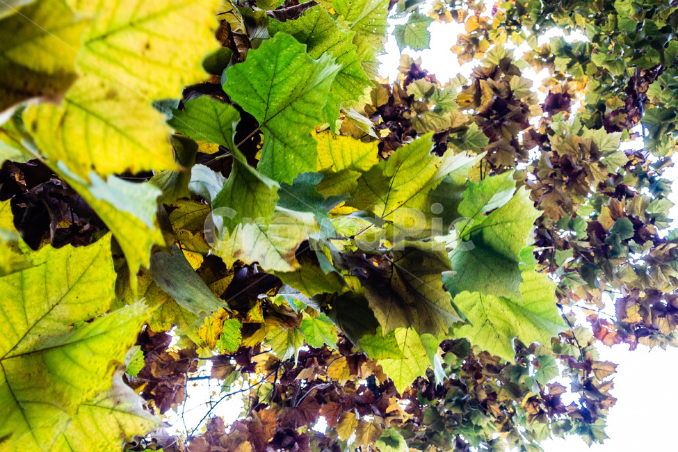단풍,단풍나무,퇴색,낙엽,가을단풍,가을낙엽,식물,자연,plants,nature