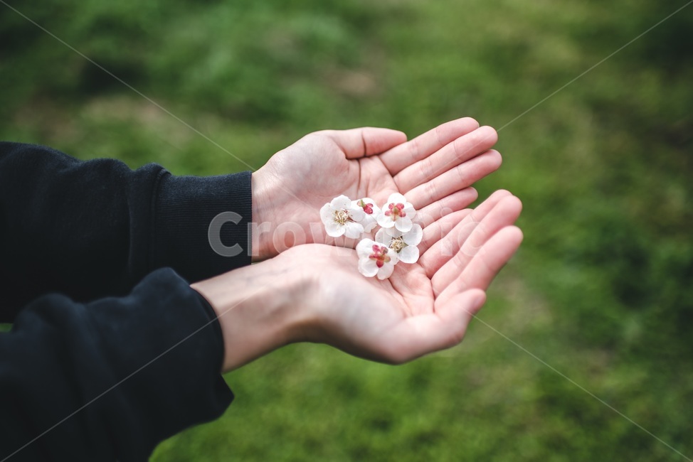 매화,봄,감성,매실농원,봄매화,꽃놀이,꽃,flower,사람,인물,인간,human,person,신체일부,몸,body