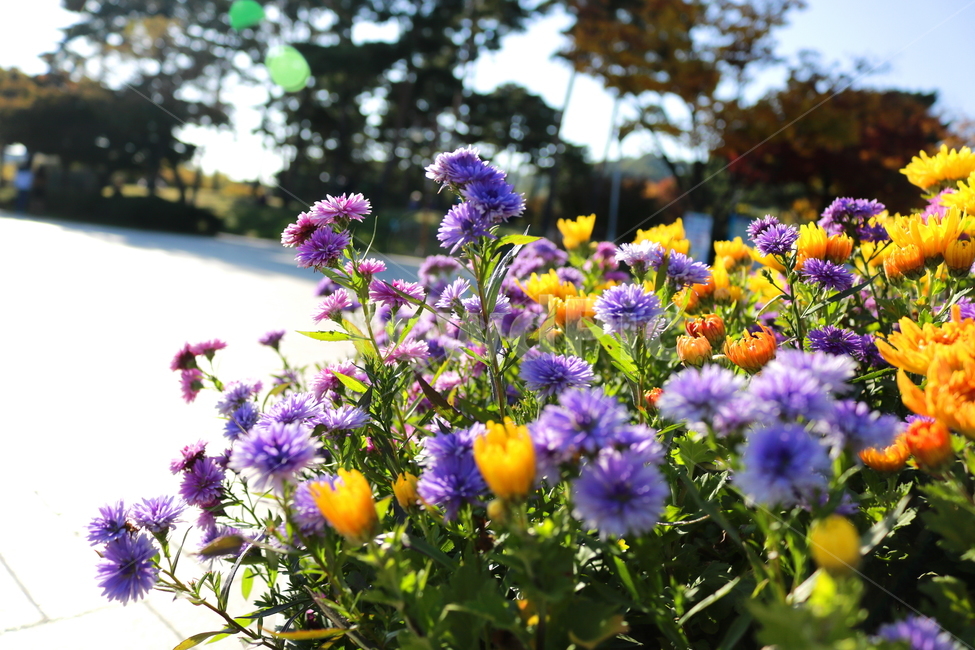 꽃,국화,국화꽃,식물,자연,소국화,야생화,식물,자연,plants,nature,꽃,flower