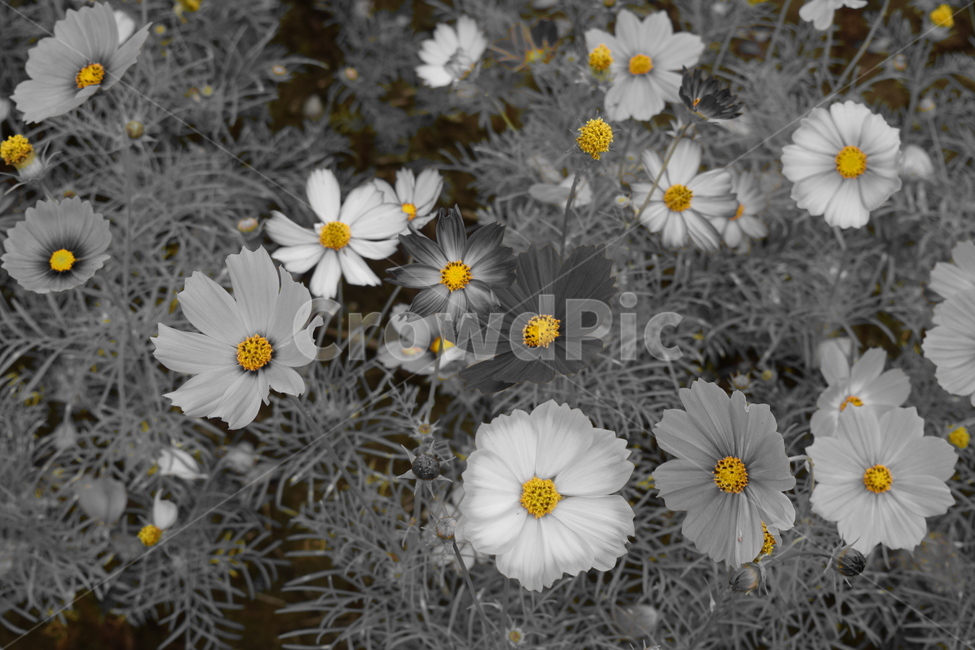 흑백,코스모스,꽃잎,flower,꽃,식물,자연,plants,nature,꽃,flower