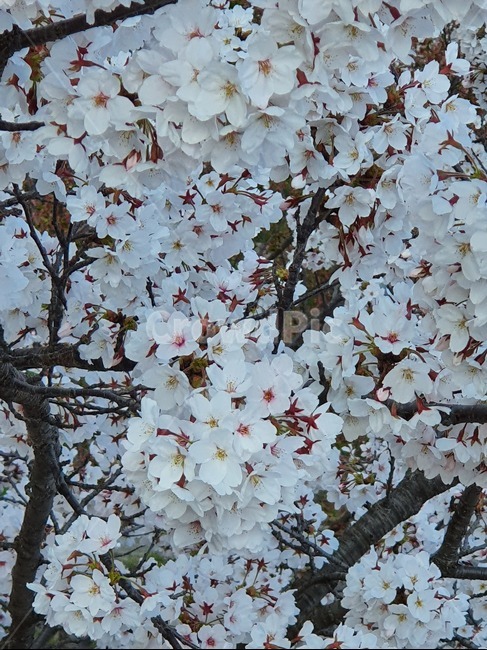 식물,cherryblossom,벚꽃,blossom,꽃