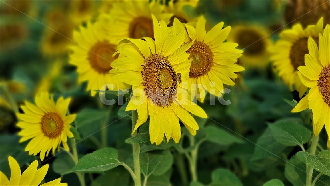 해바라기,꽃,식물,자연,아름다움,태양,sun,가을,여름,계절,plants,season,nature,summer,sunflower