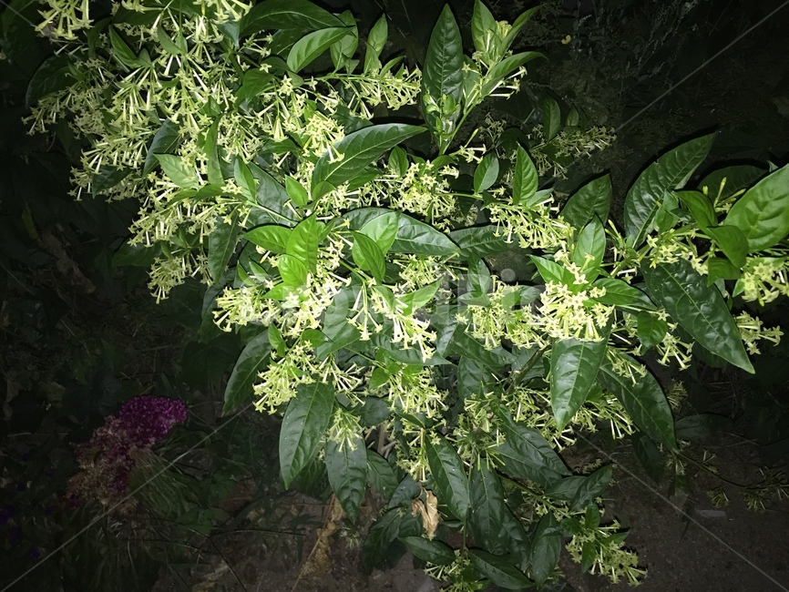 야래향,밤에피는,야간,향기,꽃,식물,배경,관상,식물,자연,plants,nature,꽃,flower