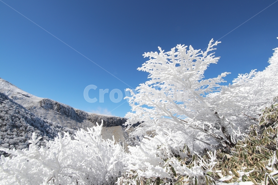 한라산,상고대,설산,겨울,겨울산행,눈꽃,진달래대피소,성판악,관음사,제주도,제주,백록담,겨울,계절,winter,season,자연,풍경,nature,landscape,한국자연풍경,한국자연경관,korea nature landscape,제주도,jeju,jeju island,outdoors,옥외,ice,얼음,snow,눈