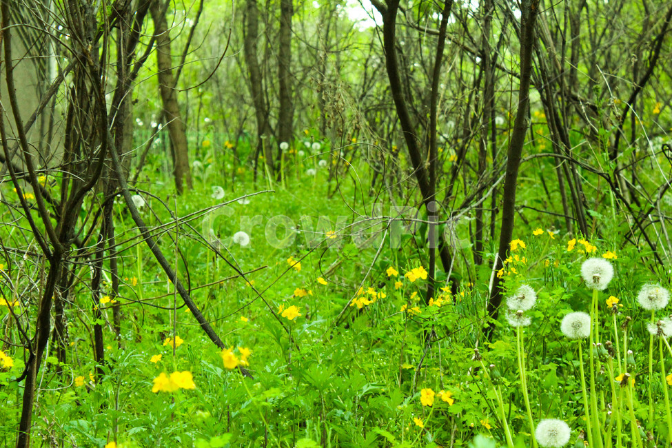field,outdoors,옥외,들,grassland,nature,자연,목초지,민들레