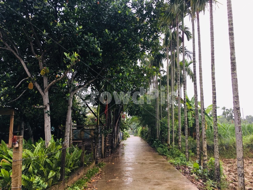 호이안,열대우림,비,나무,농촌,자연,풍경,nature,landscape,arbour,정자,garden,정원,outdoors,옥외