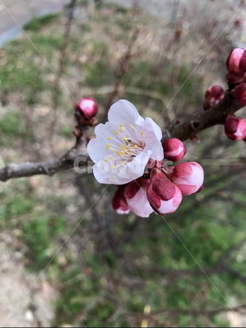 살구나무,꽃,flower,blossom,식물,plant,살구나무꽃,prunusarmeniaca,식물,자연,plants,nature,꽃,flower