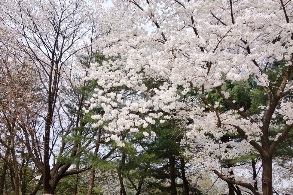 벚꽃,벚꽃가지,벚꽃나무,꽃놀이,봄,꽃,꽃잎,감성,설레임,청순,식물,plant,blossom,flower,cherryblossom,spring,현충원