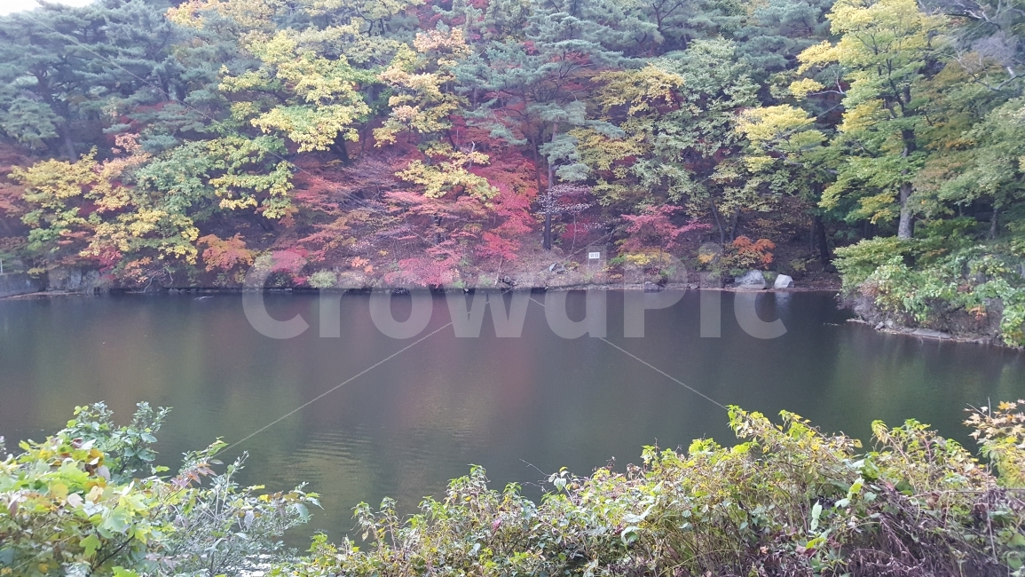 식물,가을,단풍,저수지,파계사,팔공산,가을,계절,fall,autumn,season,자연,풍경,nature,landscape,한국자연풍경,한국자연경관,korea nature landscape,plant