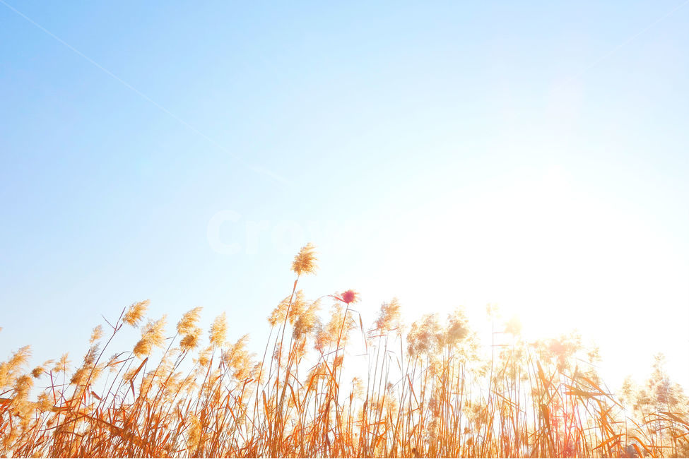 갈대,자연,가을,하늘,감성,fall,sky,yellow,hand,가을,계절,fall,autumn,season,자연,풍경,nature,landscape,plant,식물,grass,잔디,lawn,reed