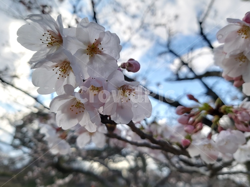 벚꽃,봄,꽃잎,봉오리,하늘,가지,꽃,봄,계절,spring,season,식물,자연,plants,nature,꽃,flower,plant,blossom