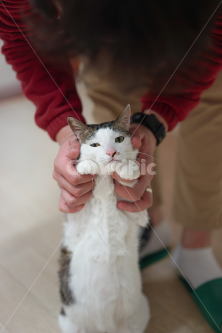 고양이,야옹이,코리안숏헤어,반려묘,미묘,애완동물,동물,animal,포유류,mammal,고양이,cat,kitten,kitty