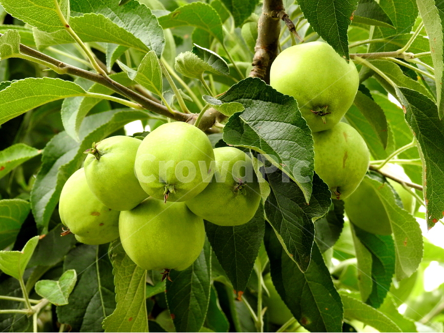 식물,열매,과일,사과,plant,식물,자연,plants,nature,과일,열매,fruit