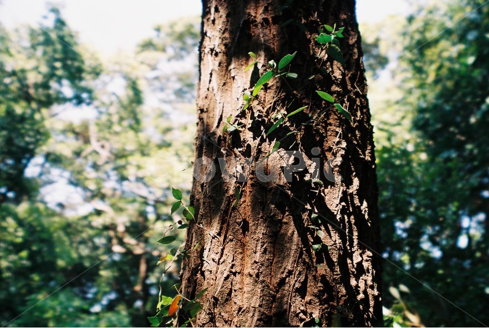 제주도,숲,햇살좋은날,자연,나무,화순곶자왈,식물,자연,plants,nature,나무,trees,wood,휴식,힐링,rest,relaxation,healing