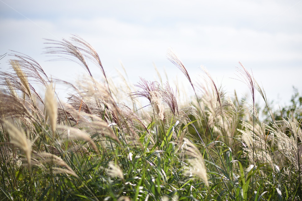 억새,식물,자연,풍경,갈대,가을,계절,fall,autumn,season,식물,자연,plants,nature,grass,잔디,plant,lawn,reed