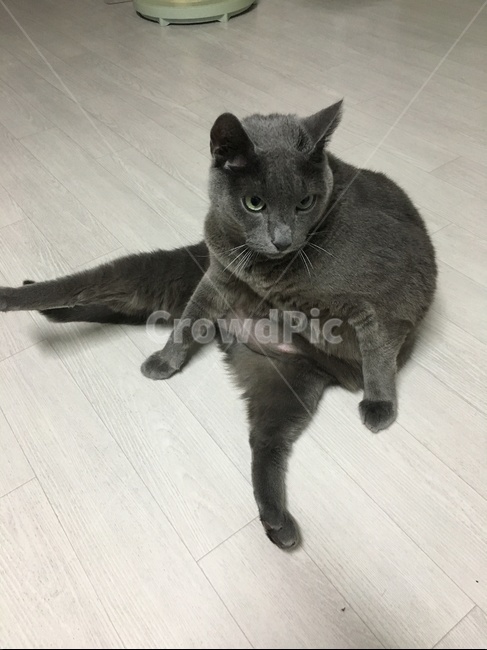 웃긴,고양이,러시안블루,앉는자세,뱃살,cat,애완동물