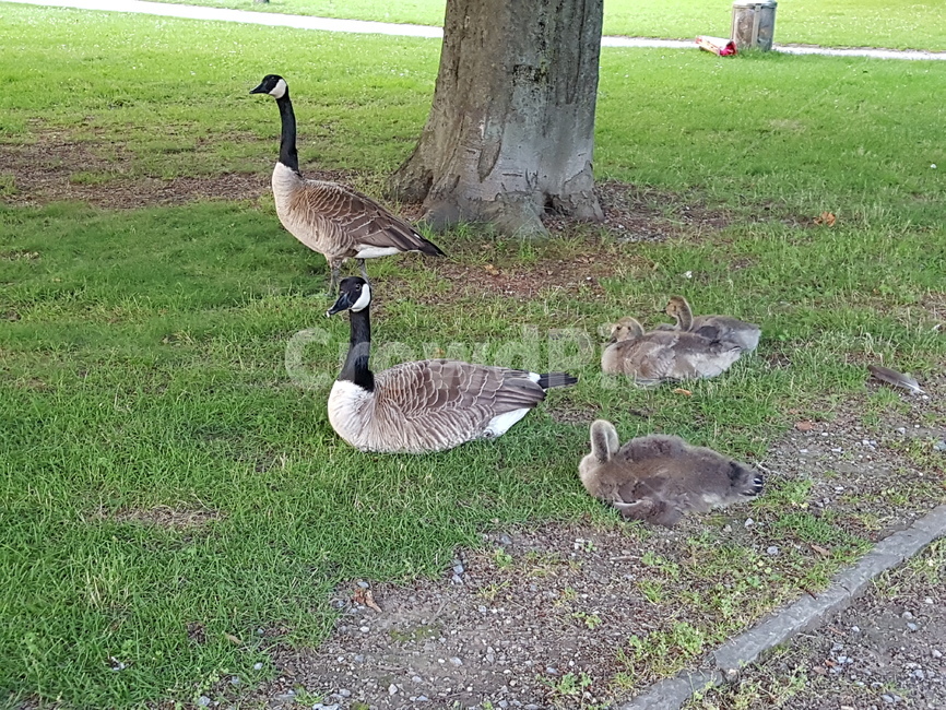 잔디,공원,새,자연,잔디밭,봄,동물,animal,조류,새,birds