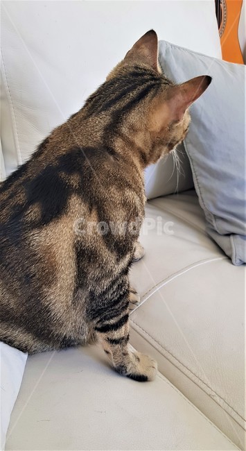 고양이,삐지다,귀여운,뒷모습,앉다,애완동물,cat,pet,cute,set,tickoff,appearancefrombehind,반려동물,행동,줄무늬고양이,동물,animal,포유류,mammal,고양이,cat,kitten,kitty