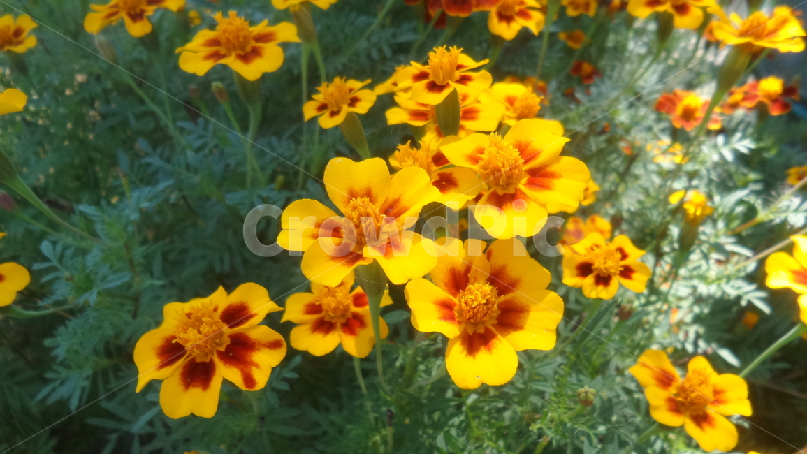 금잔화,하국,도경,관상용,황숙화,국화과,금송화,장춘화,식물,자연,plants,nature,꽃,flower