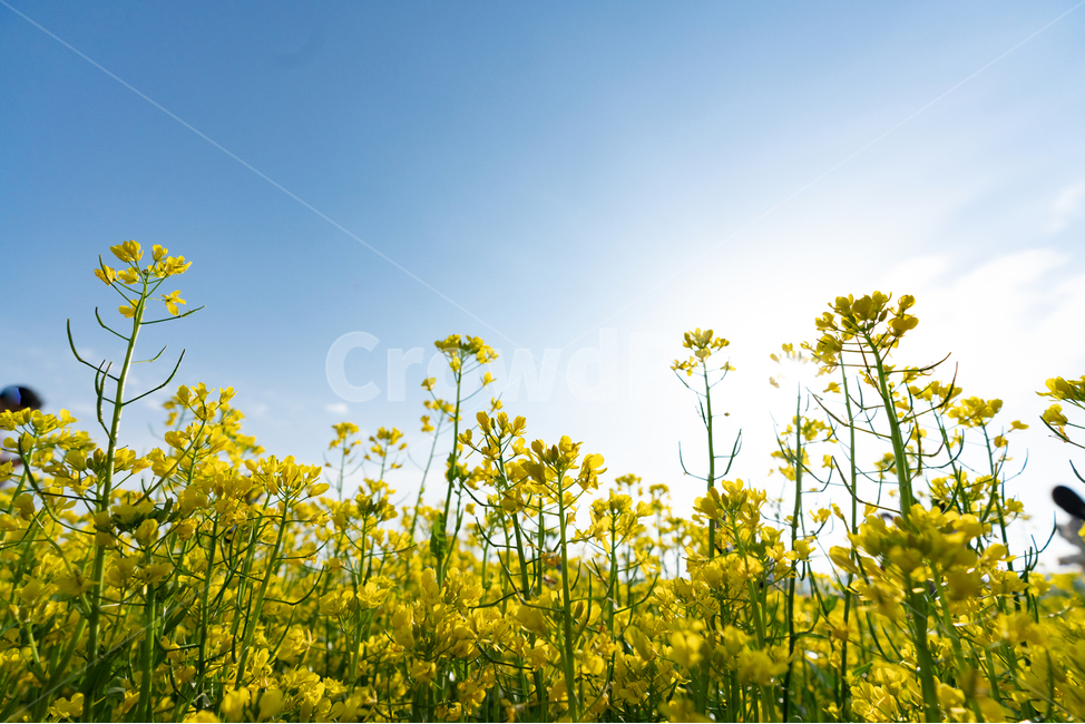 유채꽃,파란,하늘,꽃,자연,나무,구름,sky,tree,cloud,rapeflower,flower,식물,자연,plants,nature,꽃,flower
