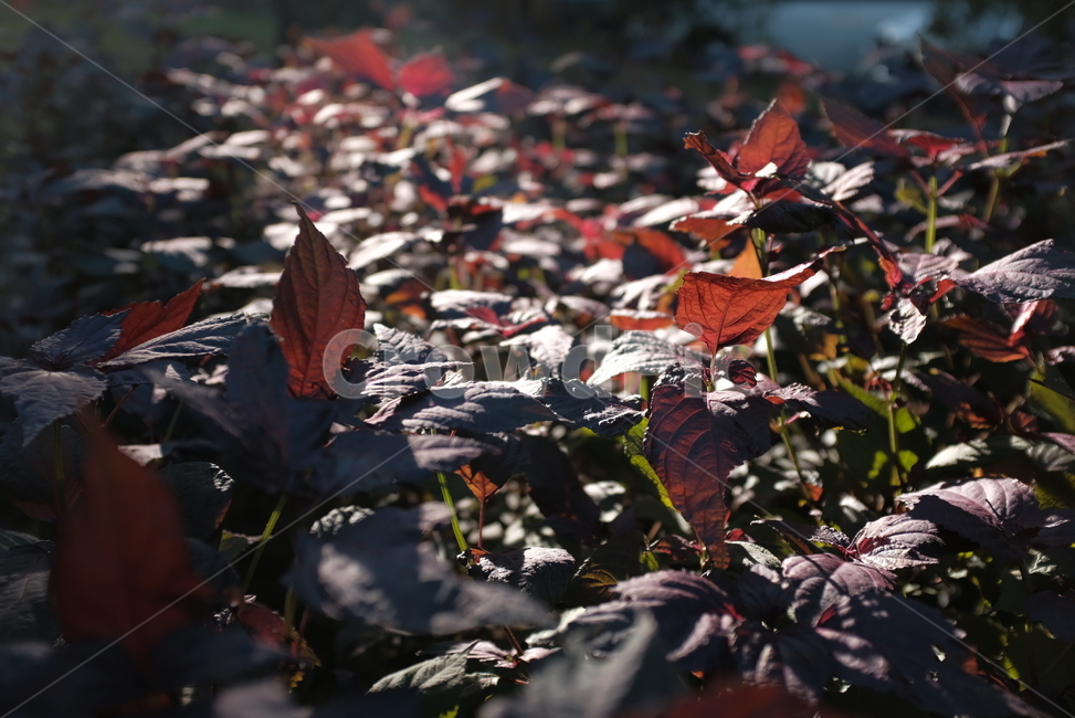 식물,풀,나뭇잎,붉은잎,붉은식물,가을,계절,fall,autumn,season,plant,leaf,잎