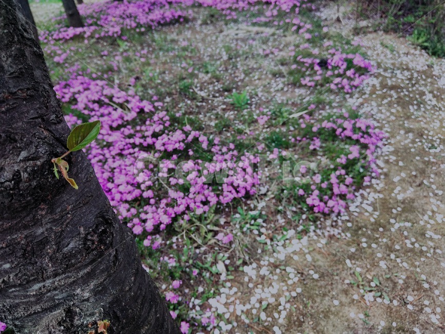 분홍꽃,꽃길,봄꽃,예쁜,봄,봄날,식물,자연,plants,nature,꽃,flower