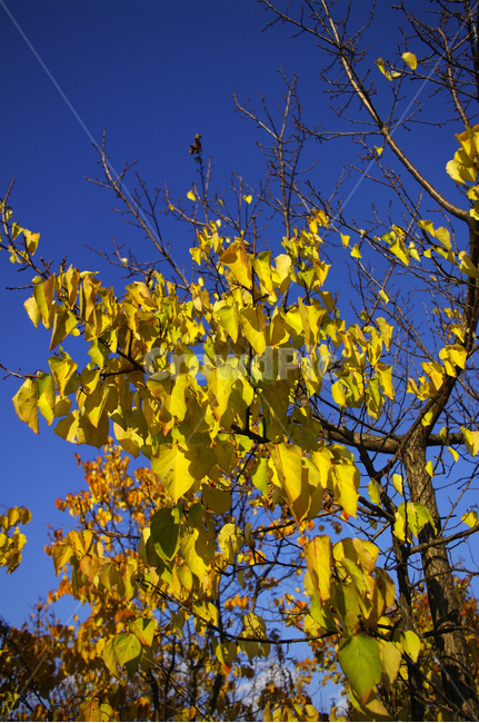 autumn,가을,나무,단풍,식물,하늘,가을,계절,fall,autumn,season,식물,자연,plants,nature,나무,trees,wood,plant,leaf,잎,tree