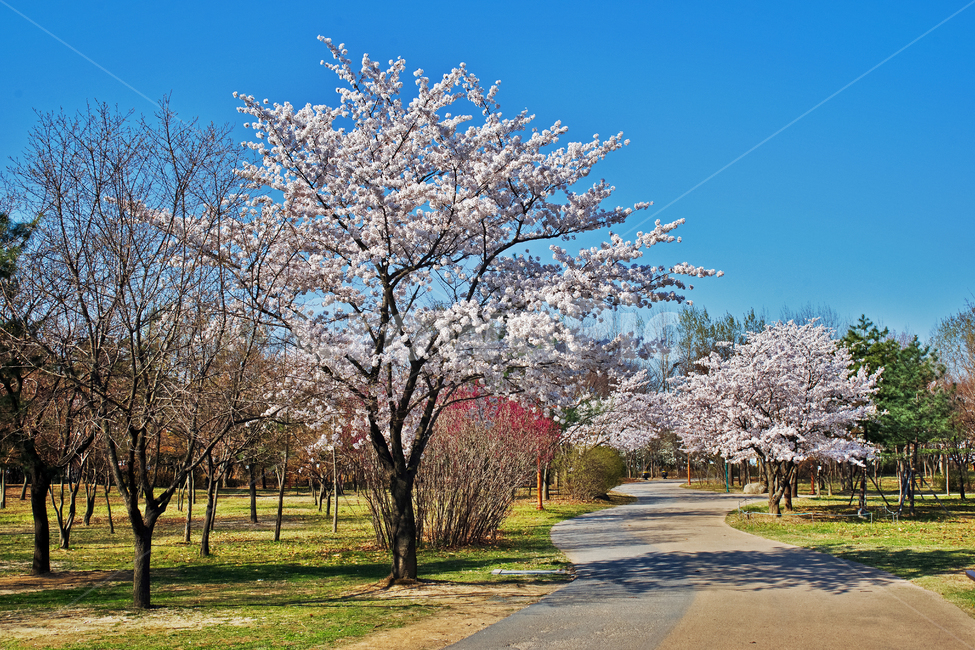 벚꽃,봄,나무,공원,계절,봄,계절,spring,season
