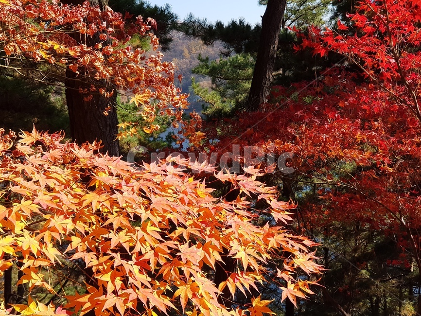 단풍,청남대단풍,단풍나무,가을,단풍잎,대청호단풍,가을단풍,빨간단풍,노란단풍