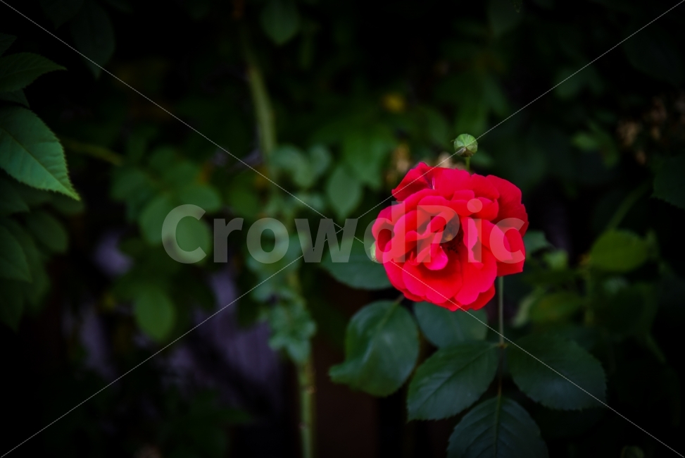 꽃,장미,풍경,매혹,빨간색,식물,자연,plants,nature,꽃,flower