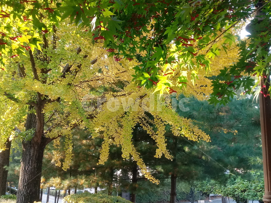 가을,단풍,낙엽,maple,plant,식물,단풍나무,단풍잎,leaf,잎,tree,나무,계절,fallautumnseason,가을단풍,자연,풍경,경치,가을,계절,fall,autumn,season,식물,자연,plants,nature,나무,trees,wood,tree trunk,나무 줄기
