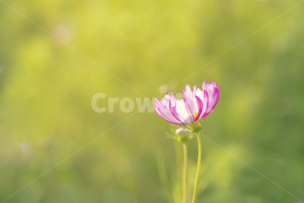 plant,식물,flower,꽃,cosmos,가을,계절,fall,autumn,season,식물,자연,plants,nature,꽃,flower,blossom