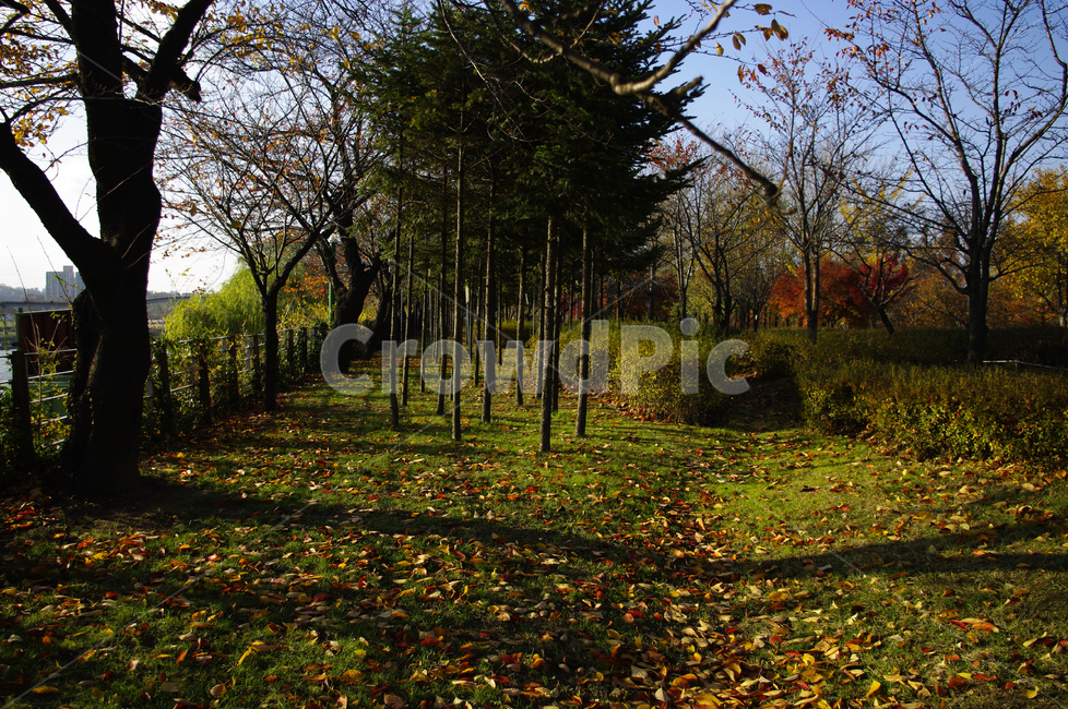 autumn,가을,나무,단풍,식물,낙엽,가을,계절,fall,autumn,season,자연,풍경,nature,landscape,tree,plant