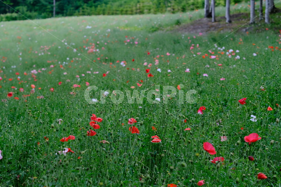꽃,flower,양귀비,팜도미타,북해도,farmtomita,식물,빨간색,자연,초록색