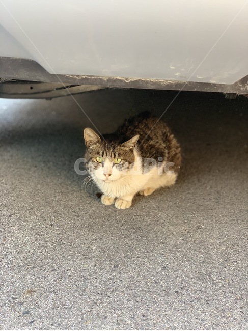 cat,고양이,동물,animal,pet,포유류