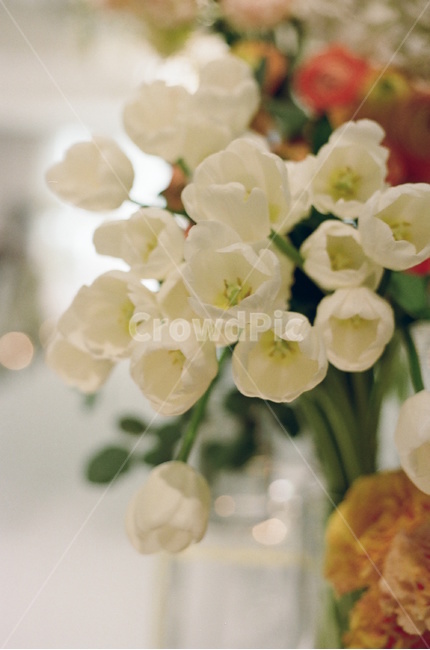 꽃,꽃다발,결혼식,튤립,감성사진,분위기,꽃,flower