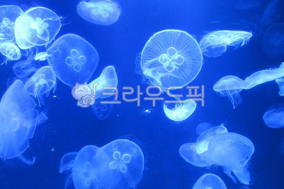 아쿠아리움,해파리,물고기,동물,jellyfish,해양생물,무척추동물