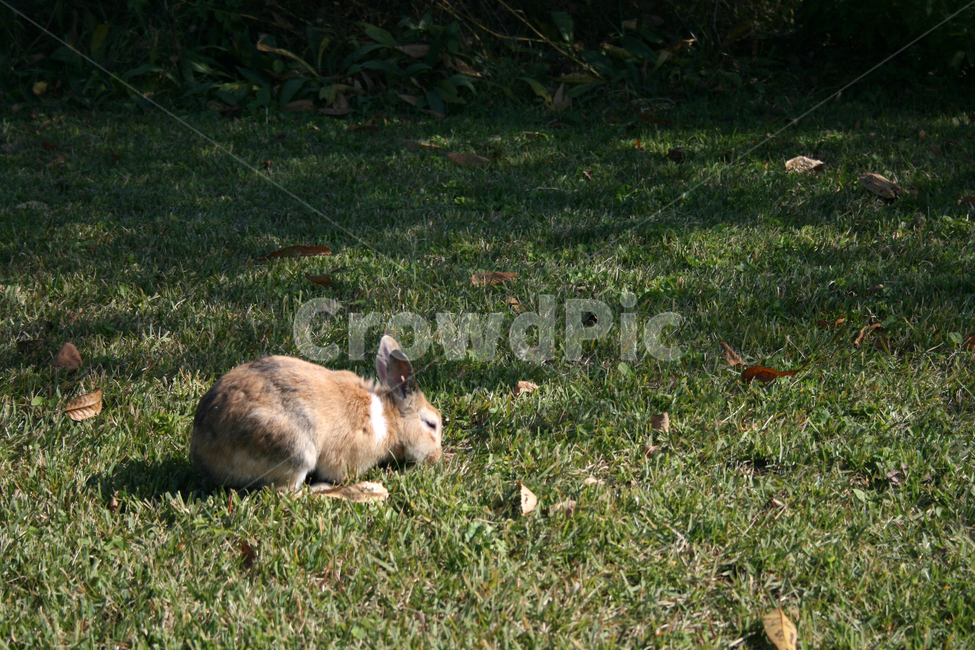 토끼,동물,잔디,공원,여유,잠,동물,animal,포유류,mammal
