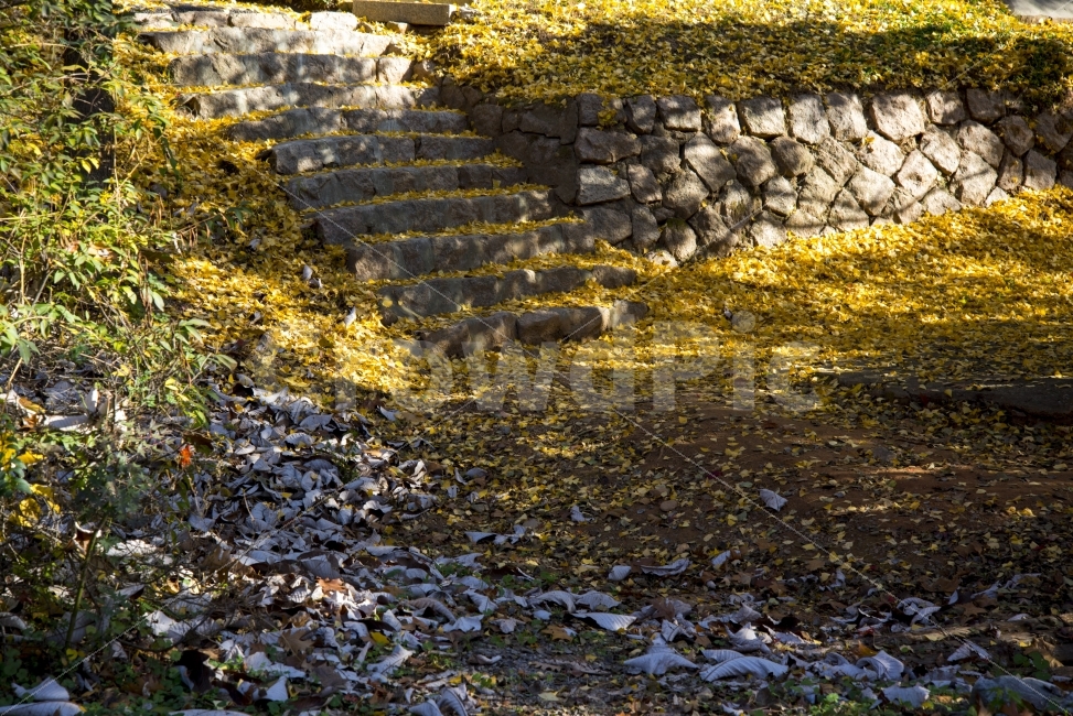 계단,은행,낙엽,길,숲,나무,햇살,그늘,가을,가을,계절,fall,autumn,season,식물,자연,plants,nature,wall,벽,ground,바닥
