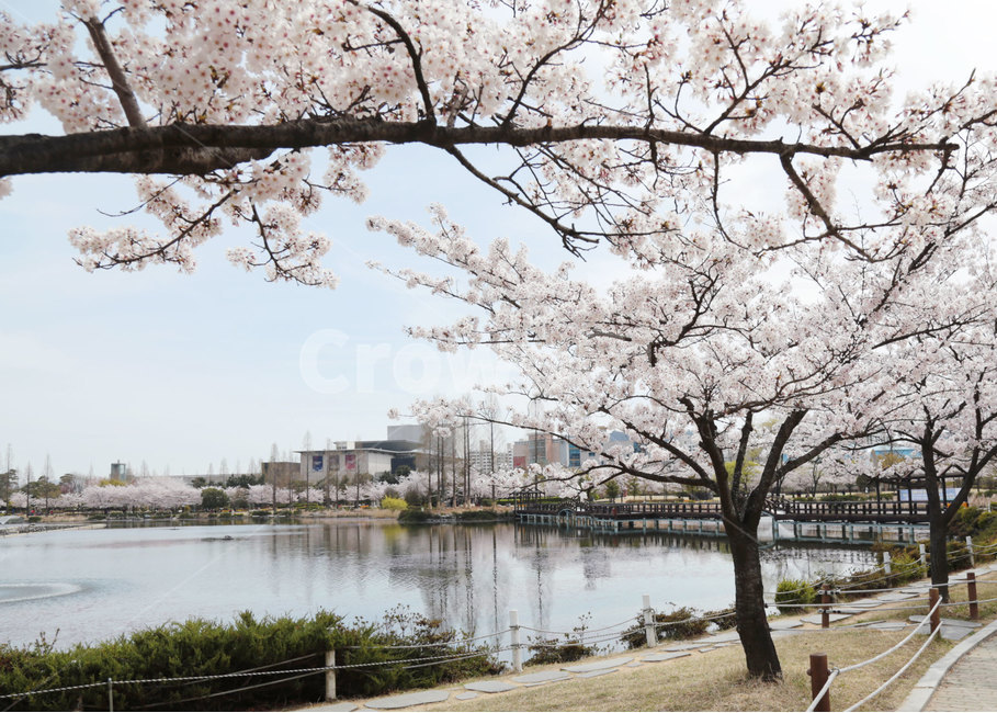 벚꽃,공원,연못,호수,다리,blossom,꽃,flower,식물,plant,봄,봄,계절,spring,season