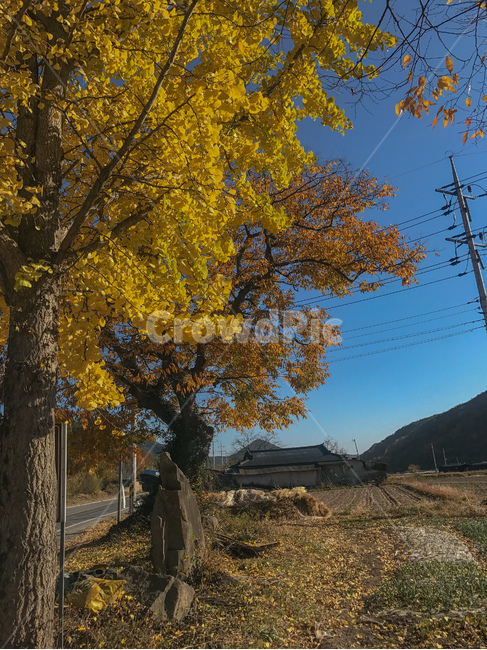 시골,단풍,가을,은행나무,은행잎,가을하늘,진주,시골마을,sky,maple,풍경