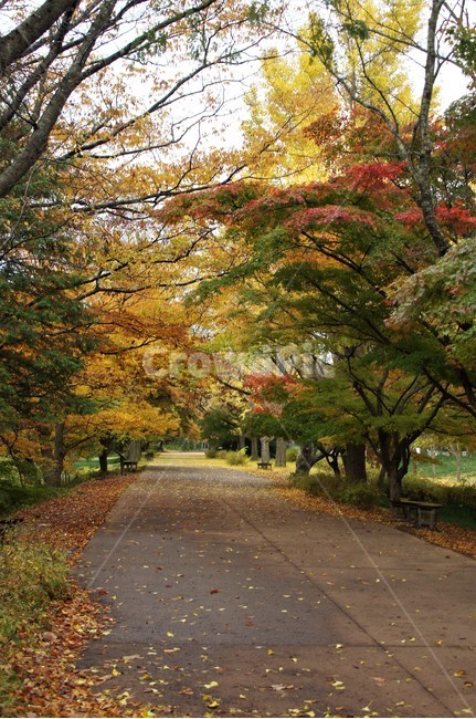 가을,단풍,나무,자연,식물,풍경,빨강색,노란색,초록색,하늘,낙엽,trees,nature,autumn,sky,red,yellow,green,season,자연풍경,계절,감성,가을,계절,fall,autumn,season,자연,풍경,nature,landscape,tree,plant,tree trunk,나무 줄기