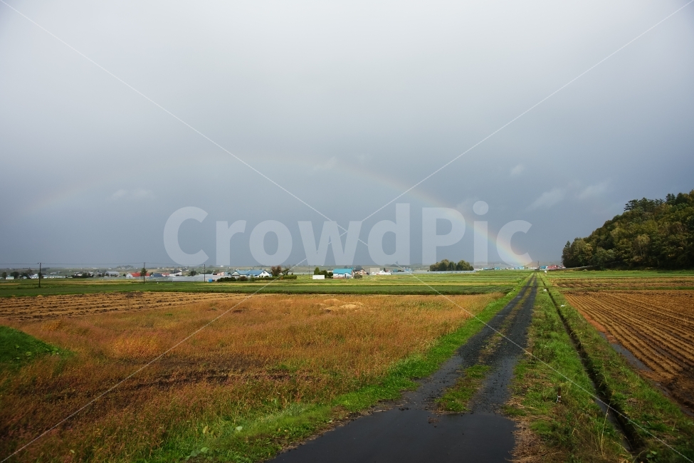 가을,비,무지개,시골,논,자연풍경,자연,풍경,nature,landscape,가을,계절,fall,autumn,season,시골,마을,country,rural,town